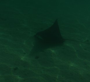 Beim Schnorcheln gesehen 