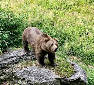 Baumwipfelpfad Bayerischer Wald 
