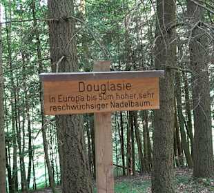 Waldlehrpfad in Tieringen
