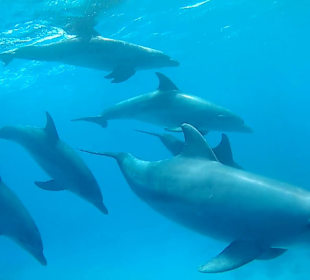 Delfin Tour Hurghada