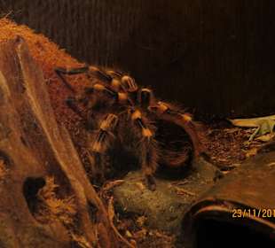 Spinne