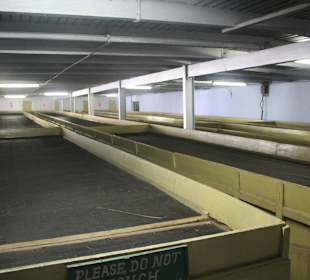 Teefabrik Puttabong Tea Estate