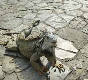 Leguane im Park vor der Kathetrale