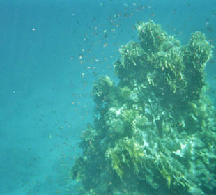 Fische im Nationalpark