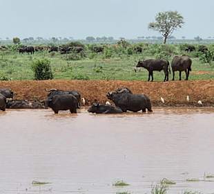 Tsavo