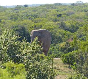 Unsere 1. Elefantensichtung
