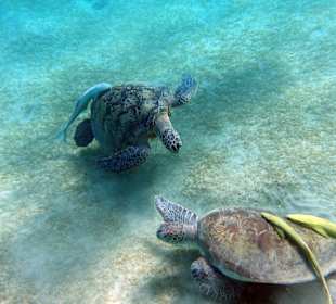 Schnorcheln Abu Dabbab