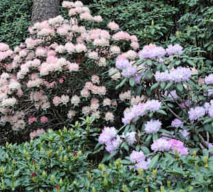 Impressionen aus dem Rhododendronpark Gristede