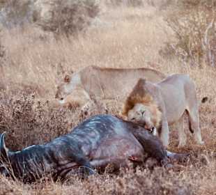 Löwen bei der Frühpirsch Tsavo Westanboseli 