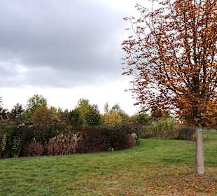 Spaziergang durch den Baumpark Thedinghausen