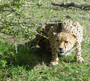 Gepard