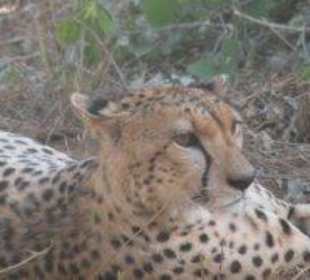 Gepard