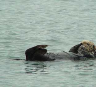 In der Resurrection Bay