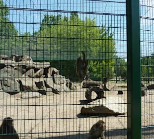 Japanmakaken Gehege