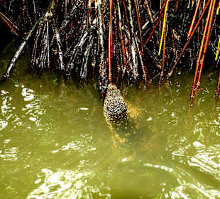 Waran indyjski. Zdjęcie wykonano w trakcie rejsu 