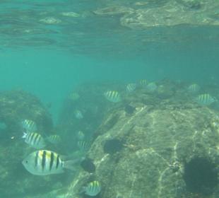 Fische bei den Trögen