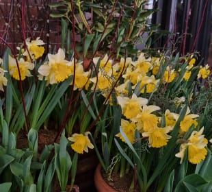 Narzissen