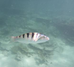 Fisch
