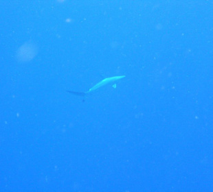 Riffhai etwas außerhalb Hausriff