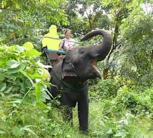 Maetang Elephant Camp