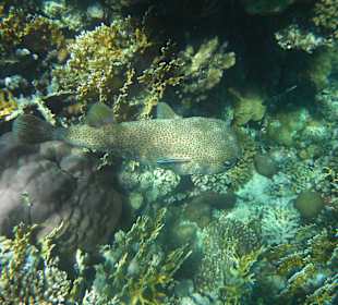 Ein großer Igelfisch