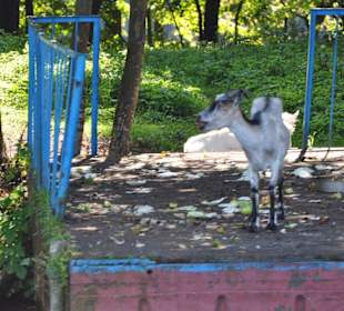 Wyspa kozia lub wyspa "daj mi tutaj"