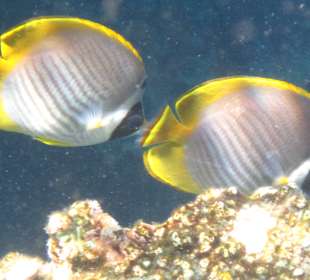Unterwasserwelt Balis