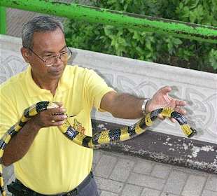 Gebändeter Krait - Bungarus fasciatus