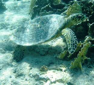 Schildkröte little Fayrouz