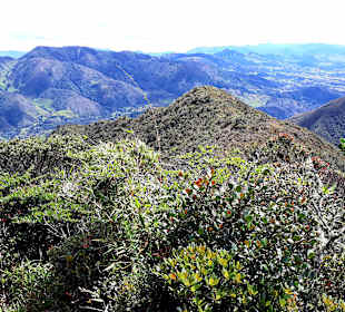 Podocarpus Nationalpark