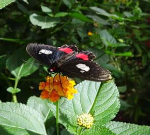 Rundgang durch den Jardin des Papillons