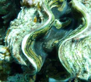 Riesenmuschel im Roten Meer