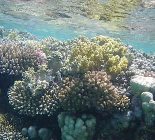 Korallenlandschaft
