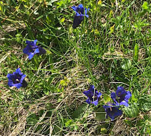 Wandern Hermagor - Pressegger See