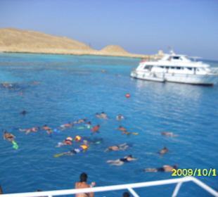 Traumhafte Unterwasserwelt