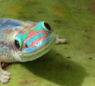 Ein kleiner Gecko