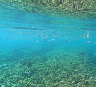 Schnorcheln Marsa Alam