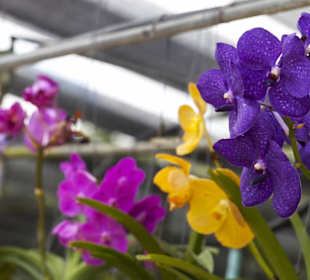 Phuket Orchid Farm