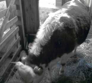 Der Bauernhofbereich mit Streichelzoo