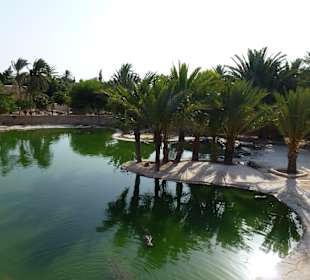 Ausflug zur Krokodilfarm