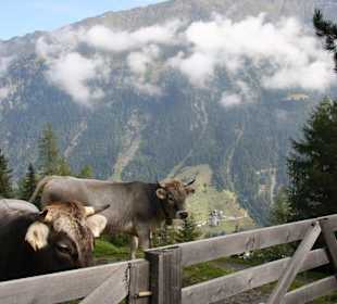 Auf der Alm beim Wandern