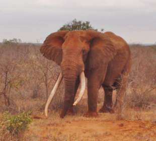 Ein stattlicher Bulle - so nah!