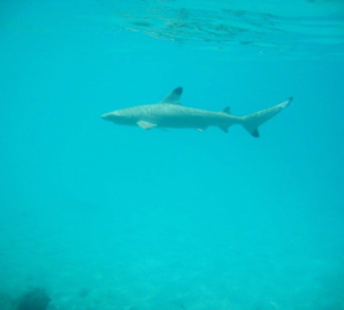 Ein Riffhai