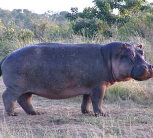 Hippo