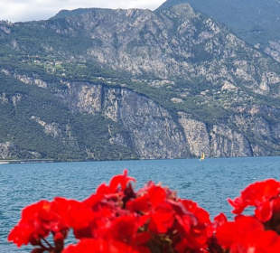 Viele Blumen vor Ort