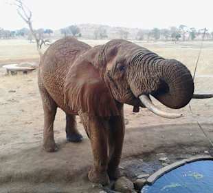 Tsavo east by Alibaba bahari beach kenya