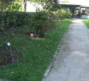 Rosengarten Botanischer Garten