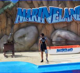 Vorführung Show der Seelöwen