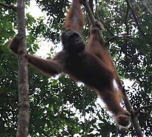 Orang Utan