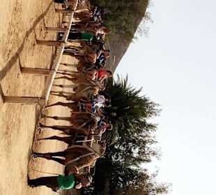 Camel Safari